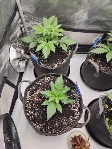 Mephisto's Flava Flav (Grape Crush x Guava Fig) — vegetative, day 27