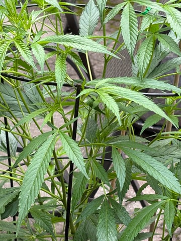 purple punch  — vegetative, day 19