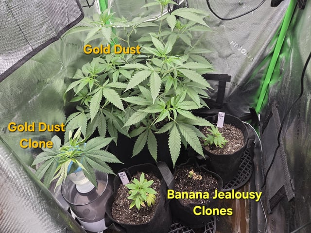 new bee's  — flower, day 155