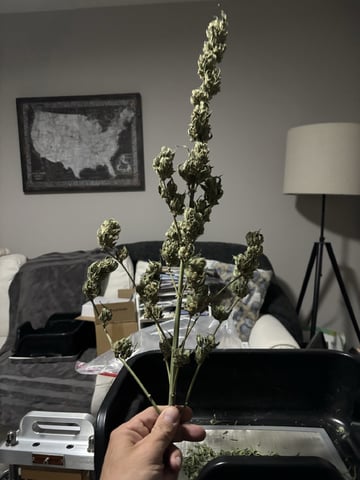 new seeds grow #2 — harvest, day 93