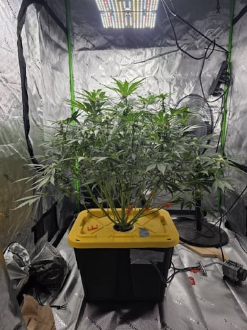 Mendo Frost Autoflower — flower, day 44