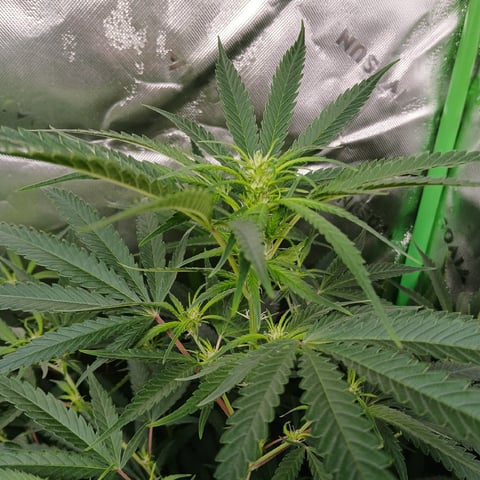 run #3 — flower, day 45