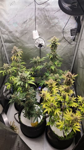 Another round of Mephisto Genetics from Schoolyard Crush and Do-si-delirium drops. — flower, day 63