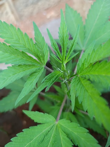 White Widow/Gorilla Glue — vegetative, day 25