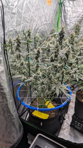 Mixed Grow — flower, day 75