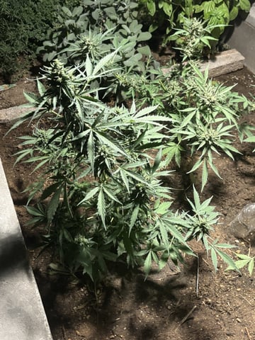 3 seeds  — flower, day 91