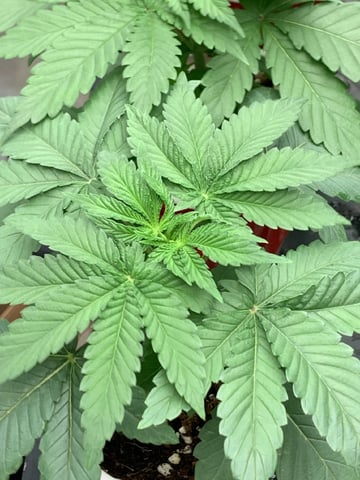 Papaya Frosting  — vegetative, day 25