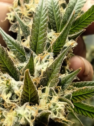 jay seaton  — flower, day 70