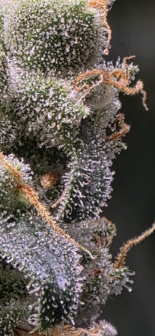 strawberry guava bx — flower, day 23