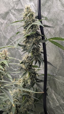 Strawberry Cheesecake Seedsman Seeds Autoflowers x2 — flower, day 69