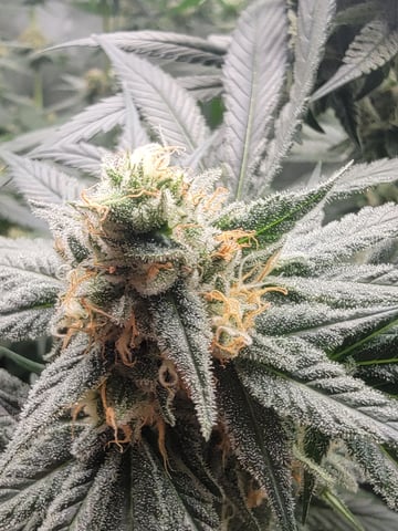 my first grow — flower, day 83