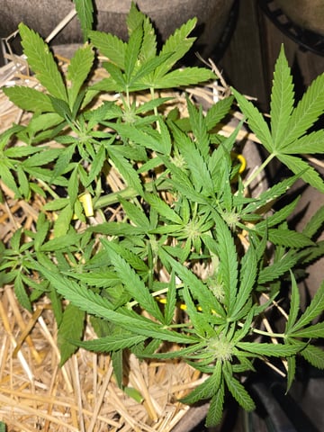 Outdoor Auto's (First Set) — flower, day 21