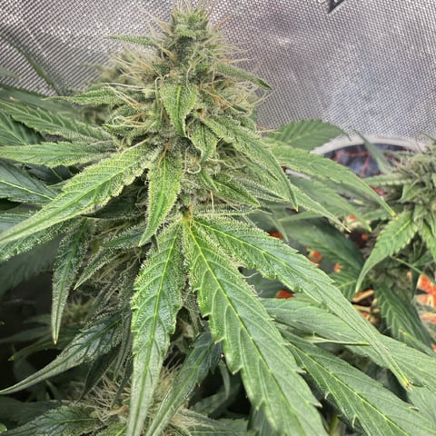 Bruce Banner (Auto) — done, day 71