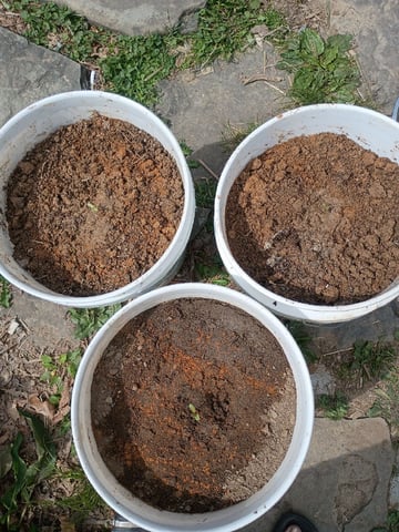 2nd Grow — seedling_rooting, day 11