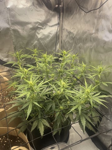3x3 Grow — flower, day 12