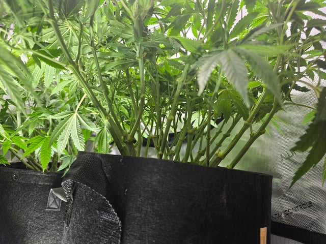 Purple Haze  — flower, day 50