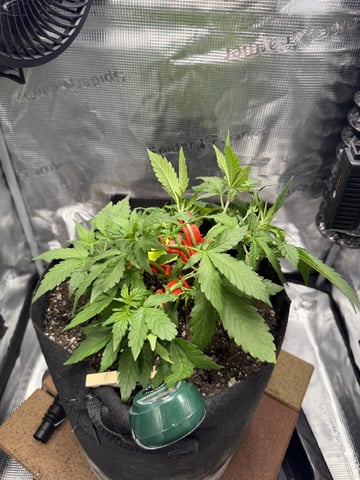 Gorilla Cookies 2nd Try — vegetative, day 38