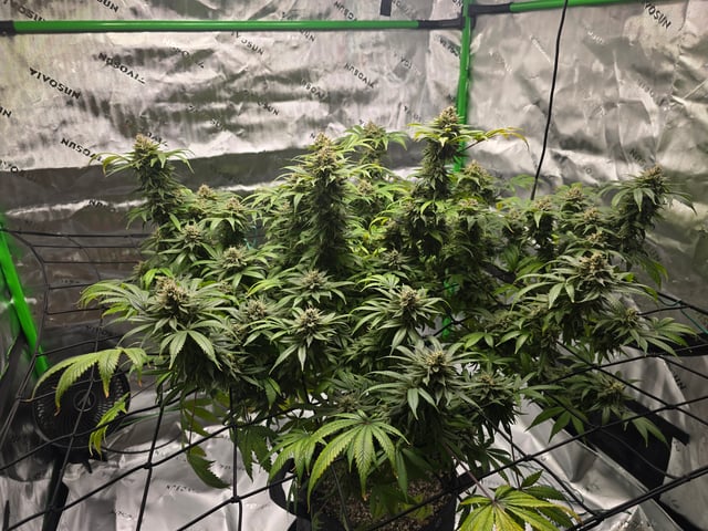 First grow — flower, day 119