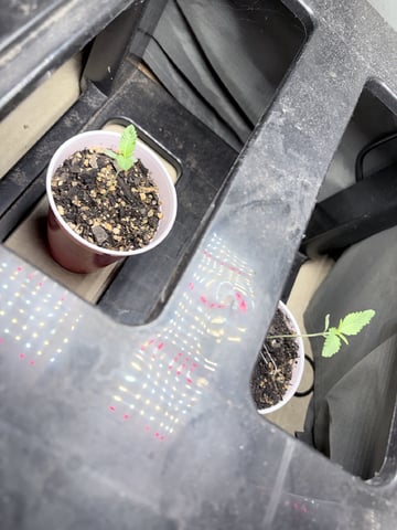 New LADIEZZ — seedling_rooting, day 11