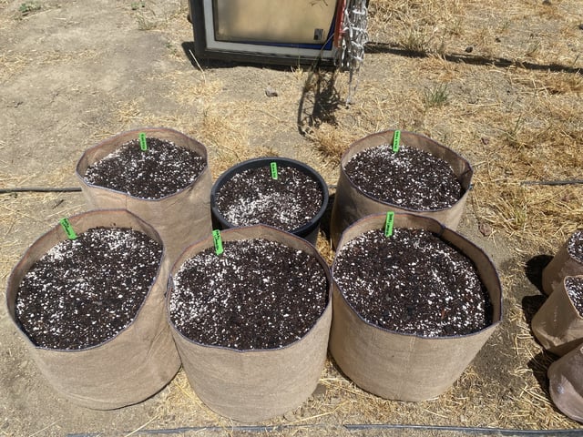 Auto Grow #2 2026 — grow_setup, day 2