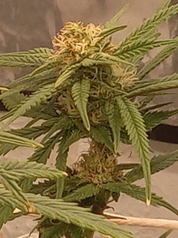 closet grow for veg with a.c infinity air intake fan .With no carbon filter just suction,and spider farmer sf 7000.Then a spider farmer sf tent 4×4×6.5with a G1500 l.e.d from spiderfarmer and spider farmer 6inch clip oscalating fan. — flower, day 57