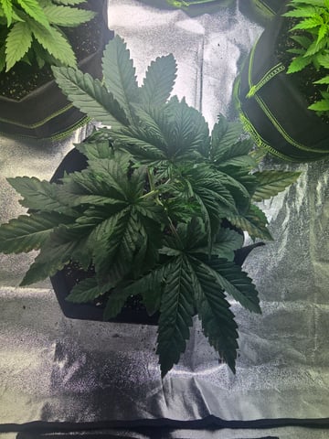 2nd Autoflower Indoor Grow — vegetative, day 25