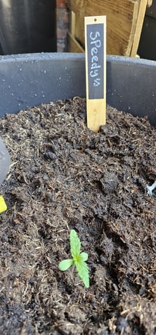 Purple Haze Autoflower — vegetative, day 17