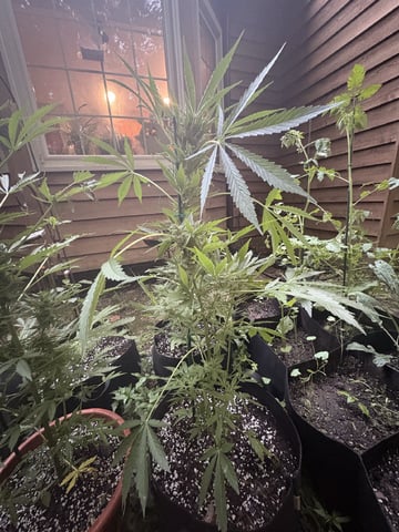 Rc Exotics — flower, day 77