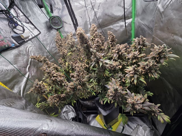 White Widow + Papaya Bomb — harvest, day 155