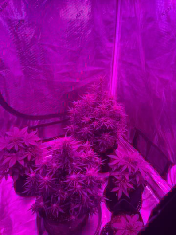 First Auto — flower, day 61