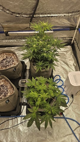 Autos For The Rest Of Winter 🔥🔥😉 — germination, day 6
