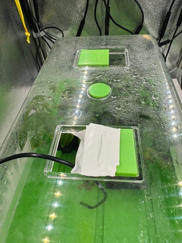 Permanent Marker, Gary Payton Cuttings/Clones  — seedling_rooting, day 7