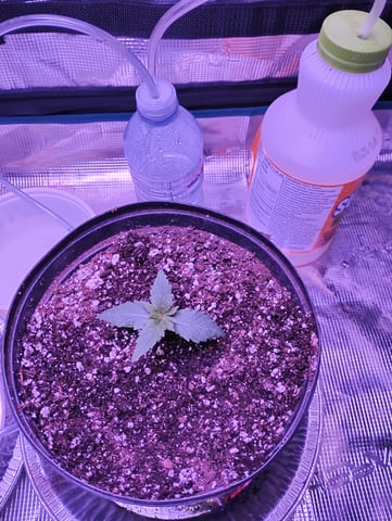 my first time growing in a grow tent  — seedling_rooting, day 3