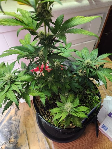 Mephisto Apple Crush in Nature's Living Soil  — flower, day 51