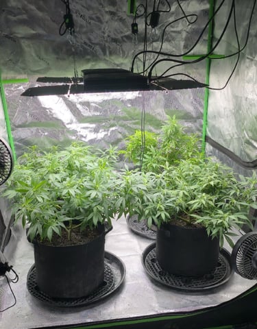 SBJ Clones — flower, day 73