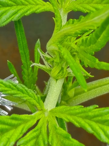 Green Gelato Auto — vegetative, day 26