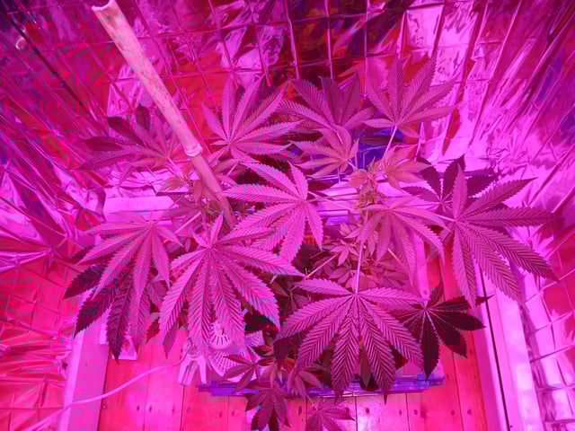 triangle kush  — flower, day 49