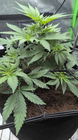 Critical Kush — vegetative, day 31