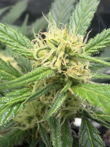 Gorilla Cookies — 1st Grow — flower, day 59