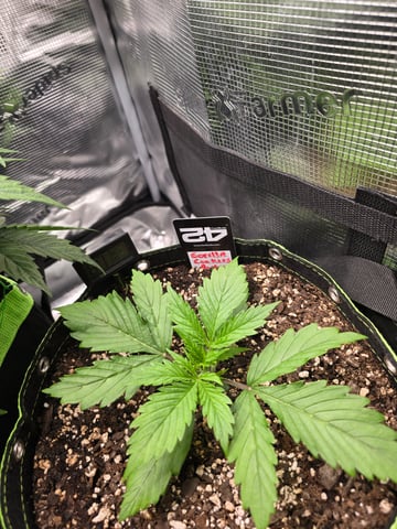 Gorilla Cookies auto  — vegetative, day 13