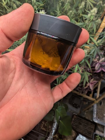 2026 Seedrun — vegetative, day 87