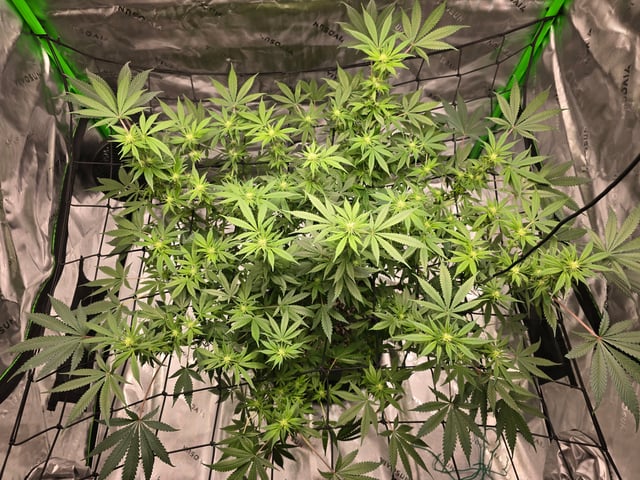 First grow — flower, day 71