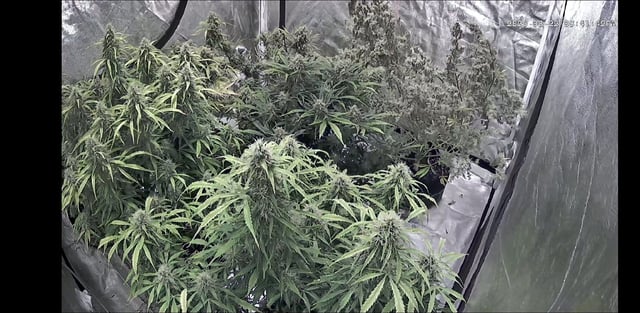 Autos AGAIN — flower, day 86