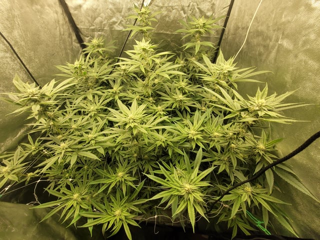 #3 — flower, day 52