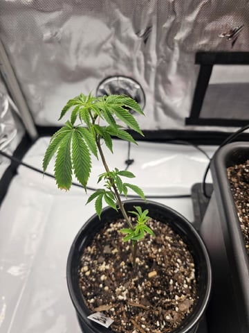 First Grow — vegetative, day 8