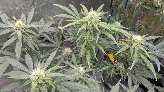 Mixed Grow — flower, day 88