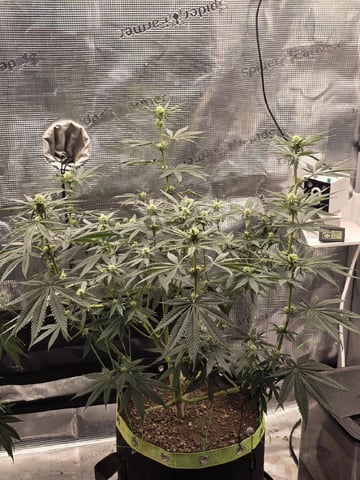  1 Blue Zushi x Venom & 1 Jack Here x Strawberry Cookies OG — flower, day 61