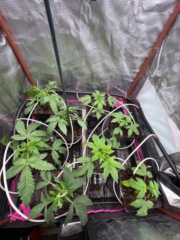 Grow #2 2x2x4 — vegetative, day 31