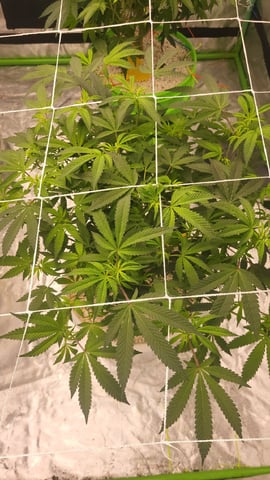 1st grow indoors(cardboard box to 2x2x4 to 5x5x6) — flower, day 88