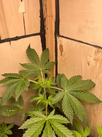 Milky Way F1 (2nd Try) 